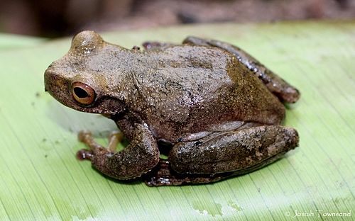 Ceiba stream frog